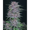 Banana Purple Punch Auto